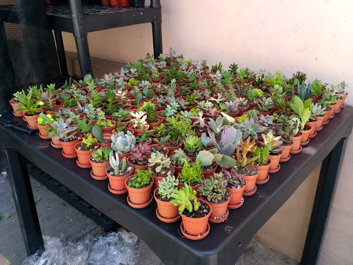 MI CACTUS SALTILLO