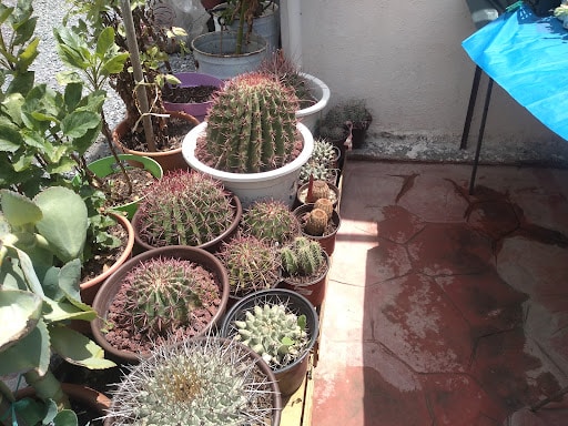 Vivero AMOR VERDE