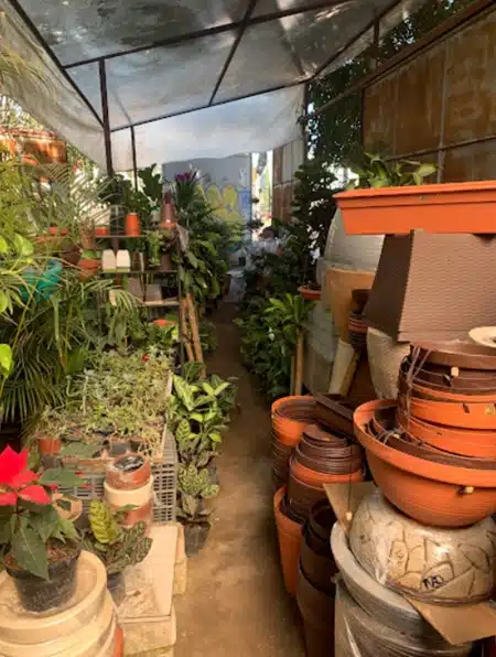 Vivero Diente de León Guadalajara