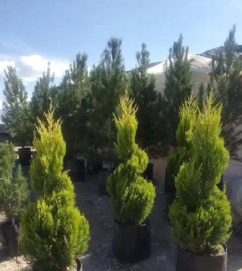 Vivero Esmeralda