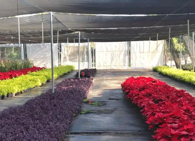 Vivero Municipal
