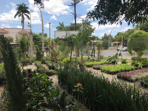 Vivero Nissi