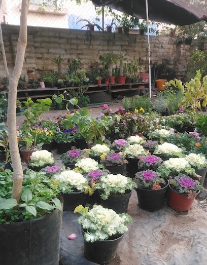 Vivero tierra adentro