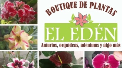 Boutique de Plantas el Edén