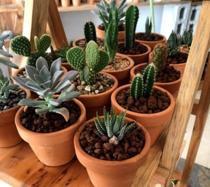 Cactux Tuxtla
