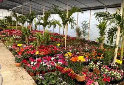 Planta Vida Viveros Colosio