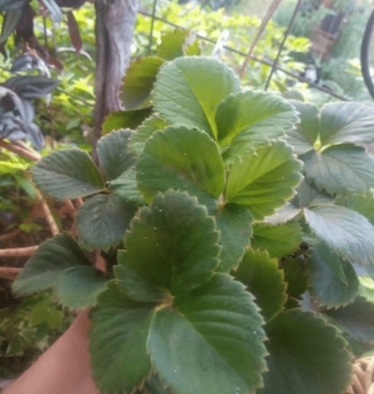 VIVERO TUXTLA ORIENTE