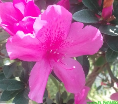 Vivero EL PARAÍSO