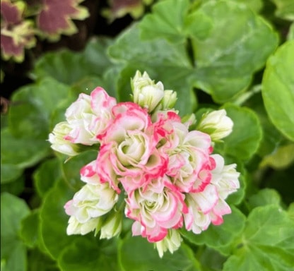 Vivero VALCRI - FLOR