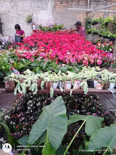 Vivero Villalvazo