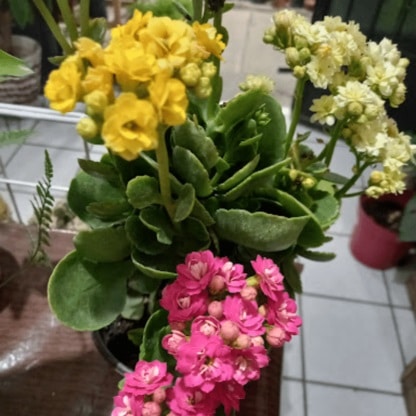 Vivero el vergel tuxtla