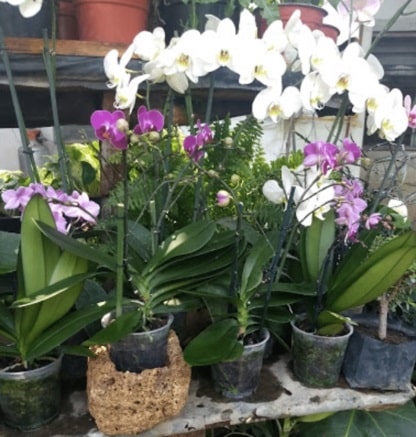 Vivero sofía