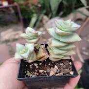 Vivero Especializado en Cactus y Suculentas