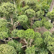 Venta de árboles en el Vivero Azucena