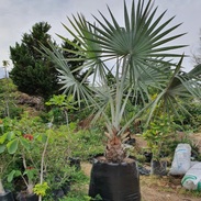 Venta de Palmas en viveros San Andrés