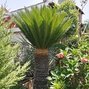 Venta de palmeras en el Vivero Azucena