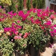 Venta de plantas en el Vivero Azucena
