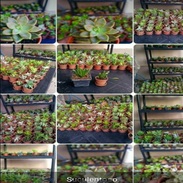 Vivero especializado en Suculentas