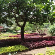 Árboles forestales en el Vivero Municipal Tepatitlán