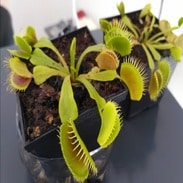 Plantas Carnívoras en Mi Cactus