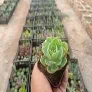 Variedad de Cactus en Mi Cactus