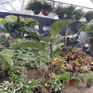 Venta de árboles en el Vivero Girasoles