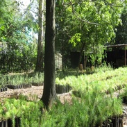 Venta de árboles en Vivero Municipal Tepatitlán