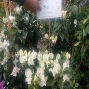 Venta de plantas en el Vivero Valcri - flor