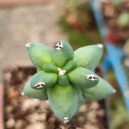 Venta de Cactáceas en el vivero PlantArte