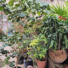 Venta de Árboles en viveros San Andrés
