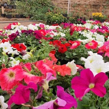 Venta de plantas en viveros San Andrés