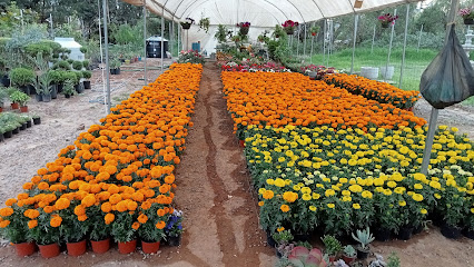 Vivero Los Sauces en Tepatitlán