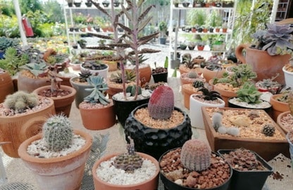 Vivero montebello en Los Mochis