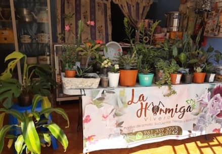 Vivero La Hormiga en Tuxtla Gutiérrez
