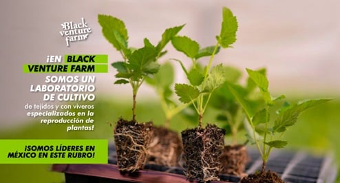 Black Venture Farm en Jacona de Plancarte