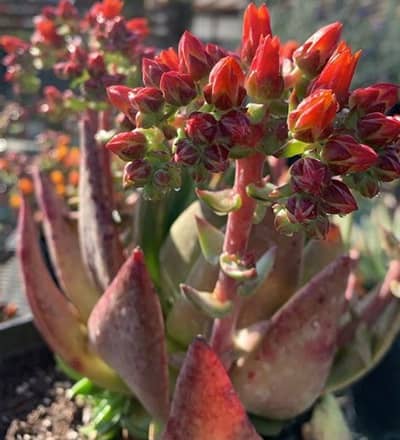 Bay Natives Nursery en San Francisco CA