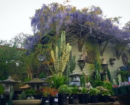 vivero Clement Nursery en San Francisco CA