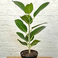 cloud hidden plants ficus san francisco ca