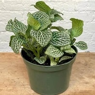 cloud hidden plants fittonia san francisco ca