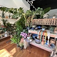 savvy nursery San Francisco California