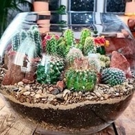 savvy nursery Terrarios San Francisco California
