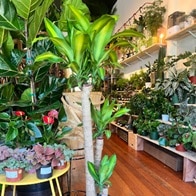 Savvy Nursery San Francisco California