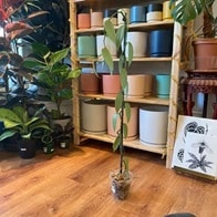 The Plant Lady san francisco california