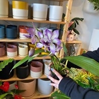 The Plant Lady SF CA