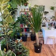 vivero The Plant Lady SF california