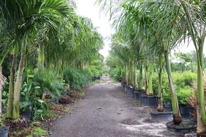 Aby's Nursery en Fort Myers (FL)
