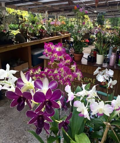 Vivero Bamboo And Orchid Gardens en Davie (FL)