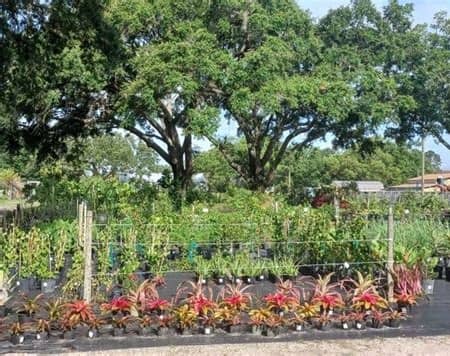 Citrus Park Nursery en Tampa FL