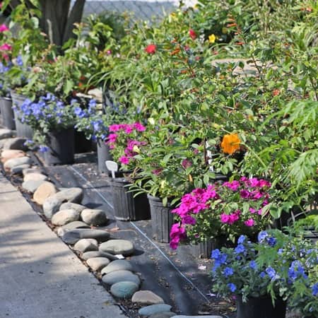 Vivero Cypress Creek Landscape Supply en Tampa