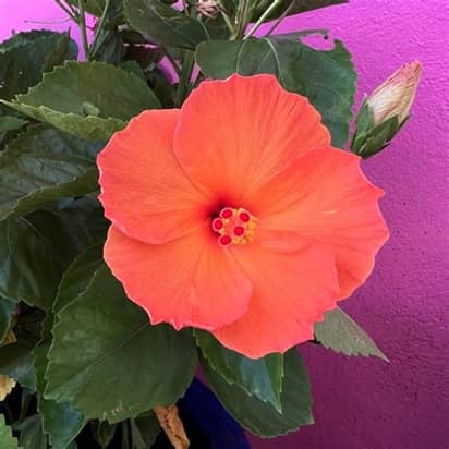 Fiore's Landscapes & Garden Center en Fort Myers